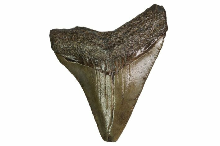 Juvenile Megalodon Tooth - Georgia #158811